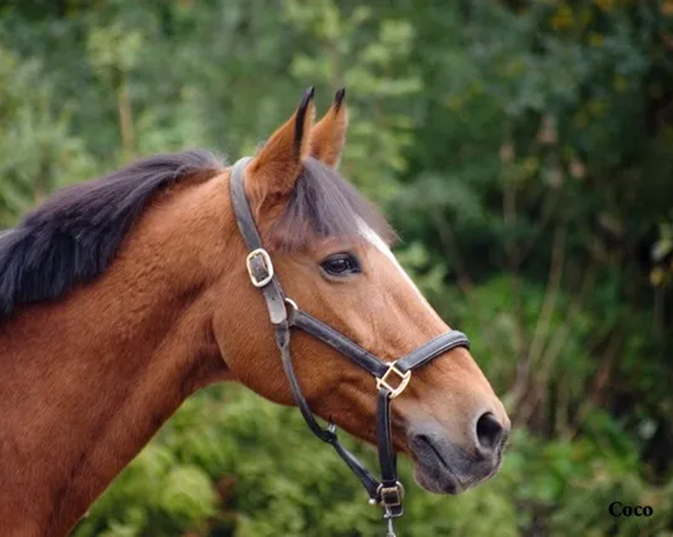 Manege Heijligers Manege Heijligers