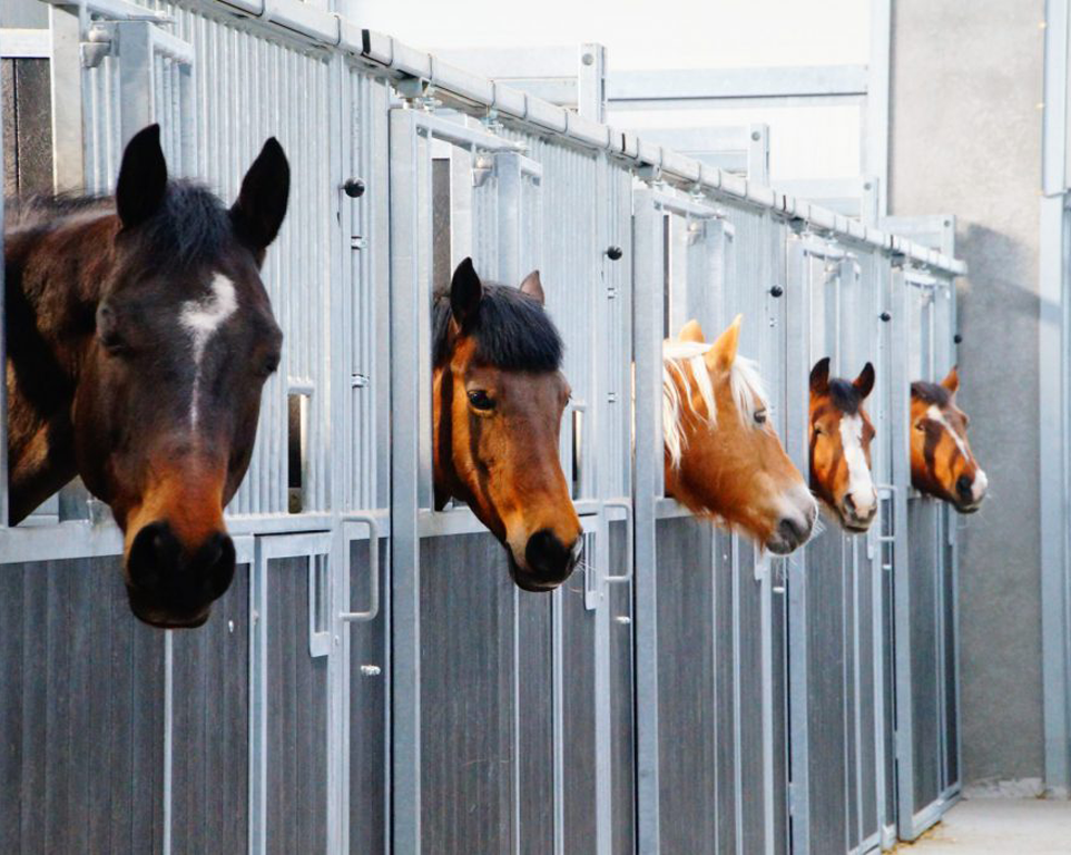 Manege Het Keelven Manege Het Keelven